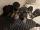 German Shepherd Puppies for sale in Clearwater, FL 33760, USA. price: NA