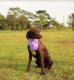 Two AKC Registered German Short Haired Pointer