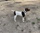 German Shorthaired Pointer Puppies for sale in Weatherford, TX, USA. price: NA