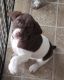 German Shorthaired Pointer Puppies for sale in Ephrata, WA 98823, USA. price: $600