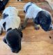 German Shorthaired Pointer Puppies for sale in Dunn, NC 28334, USA. price: $900