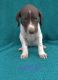 German Shorthaired Pointer Puppies for sale in Deer Park, TX 77536, USA. price: NA