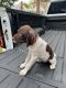 Danville German Shorthaired Pointers