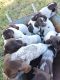 German Shorthaired Pointer Puppies for sale in Cameron, TX 76520, USA. price: NA