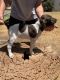 German Shorthaired Pointer Puppies for sale in Wolfforth, TX 79382, USA. price: NA