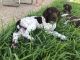 German Shorthaired Pointer Puppies for sale in Belton, TX, USA. price: NA