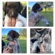German Shorthaired Pointer Puppies for sale in San Benito, TX 78586, USA. price: NA