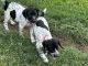 German Shorthaired Pointer Puppies for sale in Pearland, TX, USA. price: NA