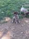 German Shorthaired Pointer Puppies for sale in Wapato, WA 98951, USA. price: $700