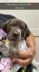 German Shorthaired Pointer Puppies for sale in Humble, TX, USA. price: NA