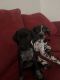 German Shorthaired Pointer Puppies for sale in Austin, TX, USA. price: NA