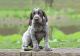 German Shorthaired Pointer Puppies for sale in Dallas, TX, USA. price: $600