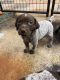 German Shorthaired Pointer Puppies for sale in Waxahachie, TX, USA. price: $1,200