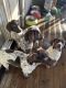 German Shorthaired Pointer Puppies for sale in Renton, WA, USA. price: $700