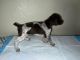 German Shorthaired Pointer Puppies for sale in Houston, TX 77020, USA. price: NA