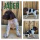 German Shorthaired Pointer Puppies for sale in Childress, TX 79201, USA. price: $700