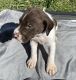 German Shorthaired Pointer Puppies for sale in Shelby, NC, USA. price: $800