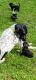 German Shorthaired Pointer Puppies for sale in Houston, TX 77093, USA. price: $150