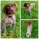 German Shorthaired Pointer Puppies for sale in Ellerbe, NC 28338, USA. price: $1,000
