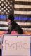 German Shorthaired Pointer Puppies for sale in Banning, CA, USA. price: $1,875