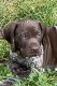 German Shorthaired Pointer Puppies for sale in Taylorsville, NC 28681, USA. price: $700
