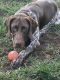 German Shorthaired Pointer Puppies for sale in Arroyo Grande, CA 93420, USA. price: $2,000