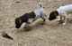 German Shorthaired Pointer Puppies for sale in Santa Cruz, CA, USA. price: $1,000