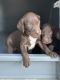 German Shorthaired Pointer Puppies for sale in Red Springs, NC 28377, USA. price: $750
