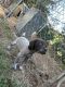 German Shorthaired Pointer Puppies for sale in Hickory, NC, USA. price: $500