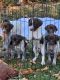 German Shorthaired Pointer Puppies for sale in Hardin County, KY, USA. price: $750