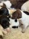 German Shorthaired Pointer Puppies for sale in Loveland, CO, USA. price: NA