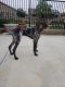 German Shorthaired Pointer Puppies for sale in Menifee, CA, USA. price: $750