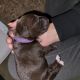 German Shorthaired Pointer Puppies for sale in Yucaipa, CA, USA. price: $1,000