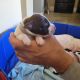 German Shorthaired Pointer Puppies for sale in Yucaipa, CA, USA. price: $950