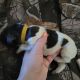 German Shorthaired Pointer Puppies for sale in Yucaipa, CA, USA. price: $1,000