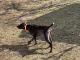 German Shorthaired Pointer Puppies for sale in Shepherd, Michigan. price: $1,000