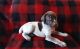 German Shorthaired Pointer Puppies for sale in Eagle River, Wisconsin. price: $550
