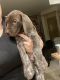 German Shorthaired Pointer Puppies for sale in Murrieta, California. price: $950