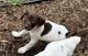 German Shorthaired Pointer Puppies for sale in Chesapeake, Virginia. price: $500