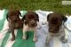 German Shorthaired Pointer Puppies for sale in Carlsbad, CA, USA. price: NA
