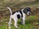 Home raised German Shorthaired Pointer puppies
