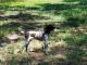German Shorthaired Pointer Puppies for sale in Bastrop, TX 78602, USA. price: NA