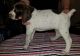 German Shorthaired Pointer Puppies for sale in Seattle, WA 98108, USA. price: NA