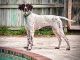 Beautiful German Shorthaired Pointer (house-trained)