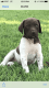 German Shorthaired Pointer Puppies