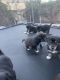 German Spaniel Puppies for sale in 2975 Janae Way, Hemet, CA 92545, USA. price: NA