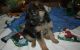 German Spaniel Puppies for sale in Oregon City, OR 97045, USA. price: NA
