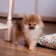German Spitz (Klein) Puppies for sale in East Los Angeles, CA, USA. price: $900