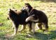 German Spitz (Klein) Puppies for sale in Abbeville, AL 36310, USA. price: NA