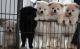 German Spitz (Klein) Puppies for sale in Indianapolis, IN, USA. price: NA